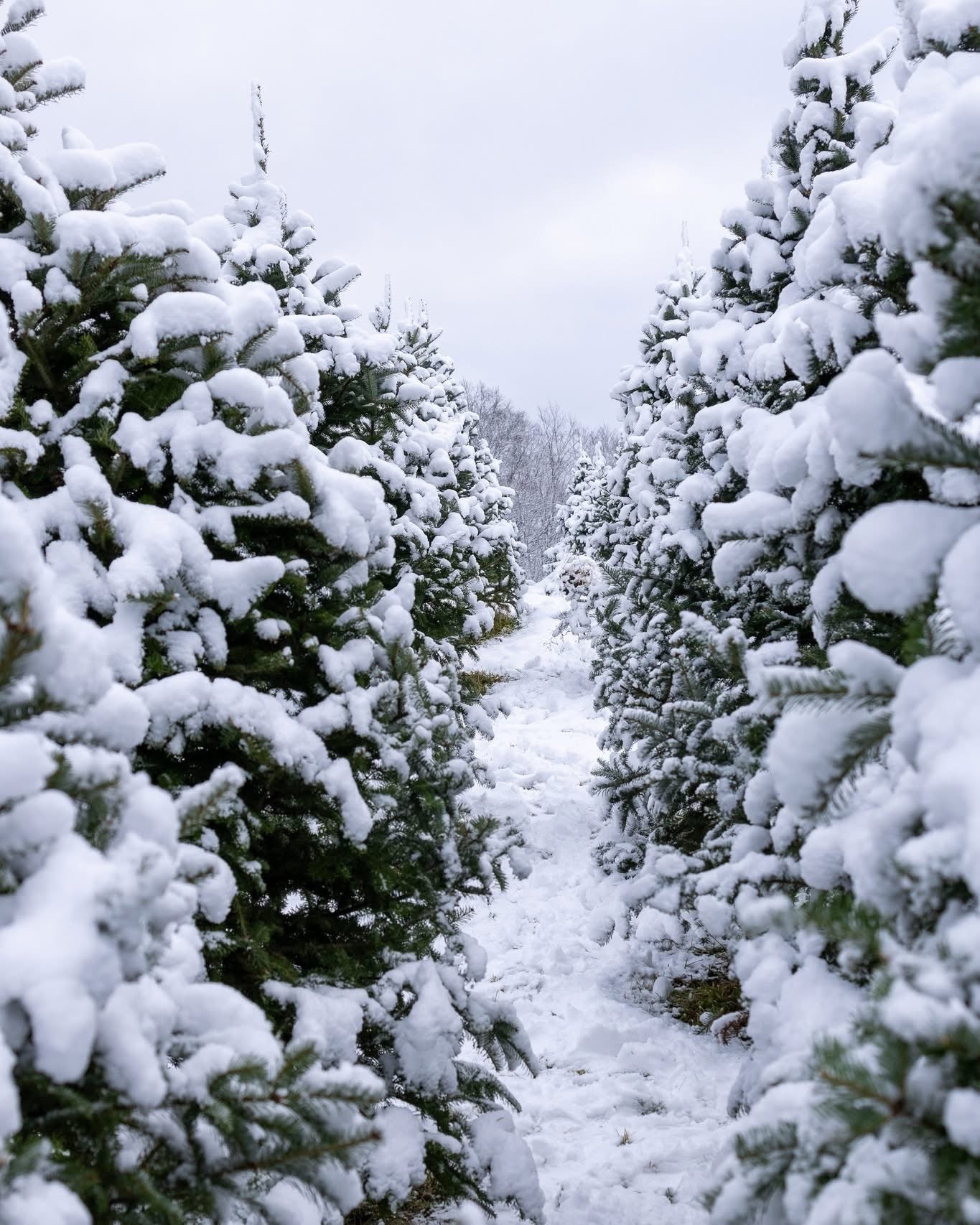 Christmas Tree Experience