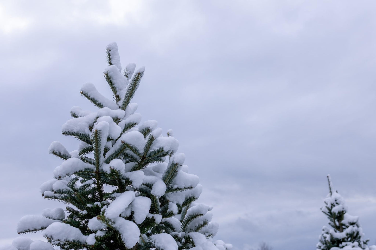 Christmas Tree Experience
