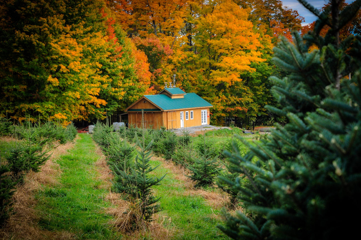Maple Hill Farm Barton Vermont Sugarhouse Maple Christmas Tree Farm